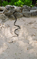 Cubophis caymanus