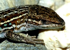 Psammodromus edwarsianus