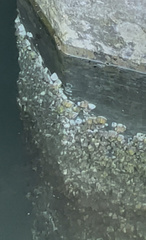 Semibalanus cariosus