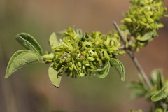 Vangueria macrocalyx