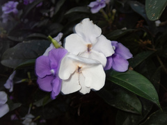 Brunfelsia pauciflora