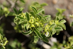 Vangueria macrocalyx