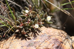 Delosperma pottsii