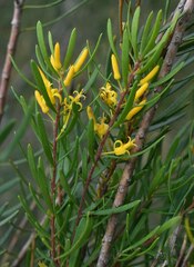 Persoonia virgata