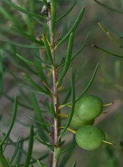 Persoonia virgata