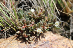 Delosperma pottsii