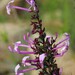 Thorncroftia greenii - Photo 由 Sharon Louw 所上傳的 (c) Sharon Louw，保留部份權利CC BY-NC