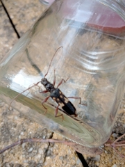 Phoracantha punctata