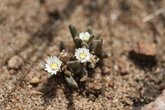 Delosperma pottsii