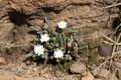 Delosperma pottsii