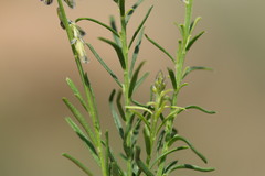 Polygala producta