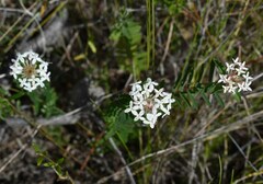 Pimelea linifolia linifolia
