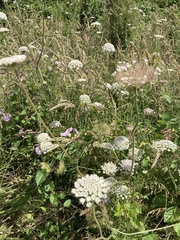 Daucus