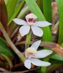 Caladenia alpina