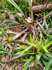 Caladenia alpina