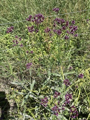 Verbena incompta