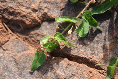 Acalypha villicaulis