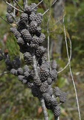 Allocasuarina thalassoscopica