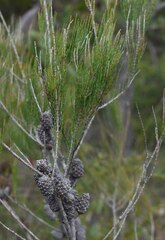 Allocasuarina thalassoscopica