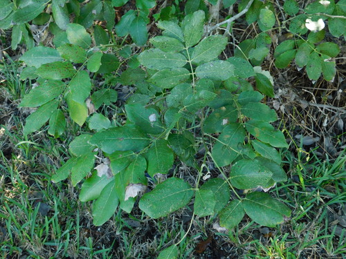 Florida fishpoison tree (Piscidia piscipula)