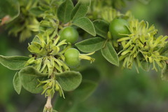 Vangueria macrocalyx