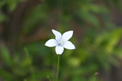 Wahlenbergia grandiflora