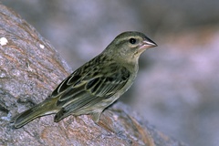 Foudia madagascariensis