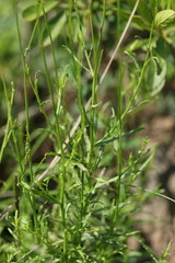 Wahlenbergia grandiflora