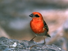 Foudia madagascariensis