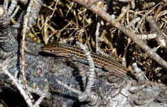 Psammodromus edwarsianus