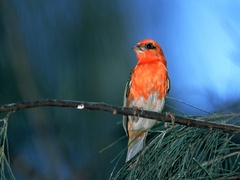 Foudia madagascariensis