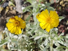 Thymophylla micropoides