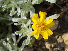 Thymophylla micropoides