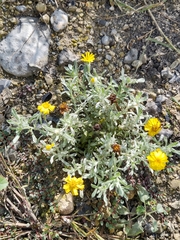 Thymophylla micropoides