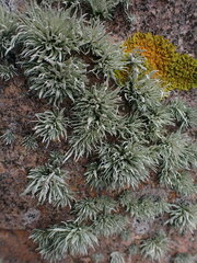 Ramalina siliquosa
