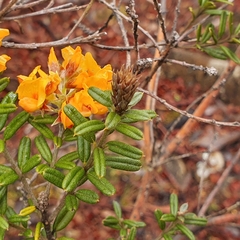 Oxylobium ellipticum