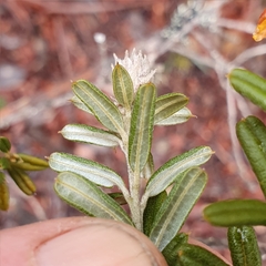 Oxylobium ellipticum