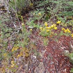 Oxylobium ellipticum