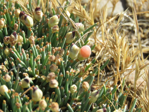 Image of Ephedra frustillata by (c) Nicolas Olejnik, some rights reserved (CC BY)