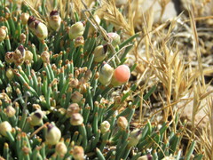 Ephedra frustillata
