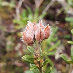 Oxylobium ellipticum
