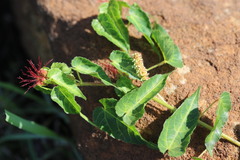 Acalypha villicaulis