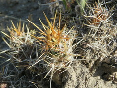 Austrocactus coxii