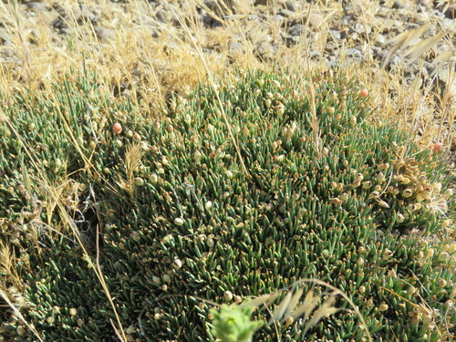 Image of Ephedra frustillata by (c) Nicolas Olejnik, some rights reserved (CC BY)