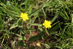Corchorus confusus