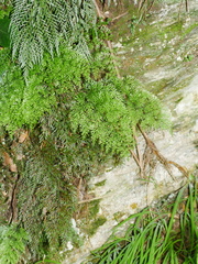 Asplenium richardii