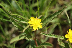 Corchorus confusus