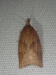 Sparganothis xanthoides