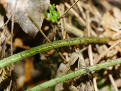 Asplenium richardii