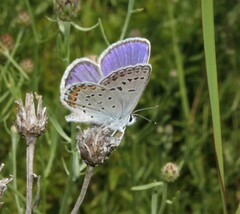 Plebejus samuelis